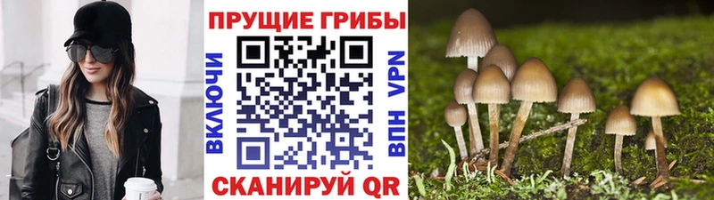 Галлюциногенные грибы Cubensis Сычёвка